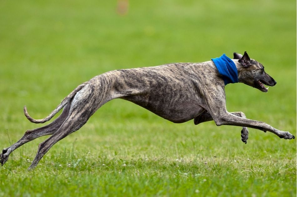 A Greyhound Coursing