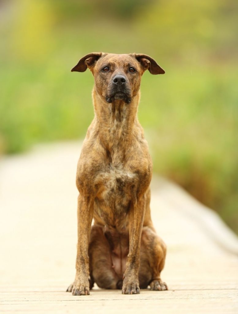 A Greyhound and Lab Mix Seating Looking at the Camera