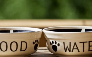 A Guide to Choose & Clean the Best Dog Food Bowls