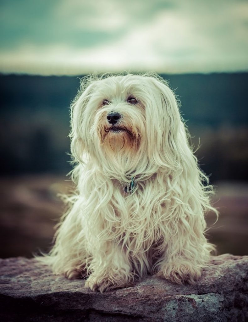 A Havanese with Long Curly Hair in a Portrait