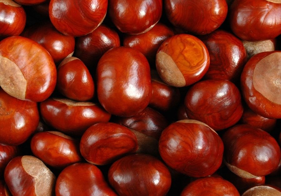 A Heap of Chestnuts