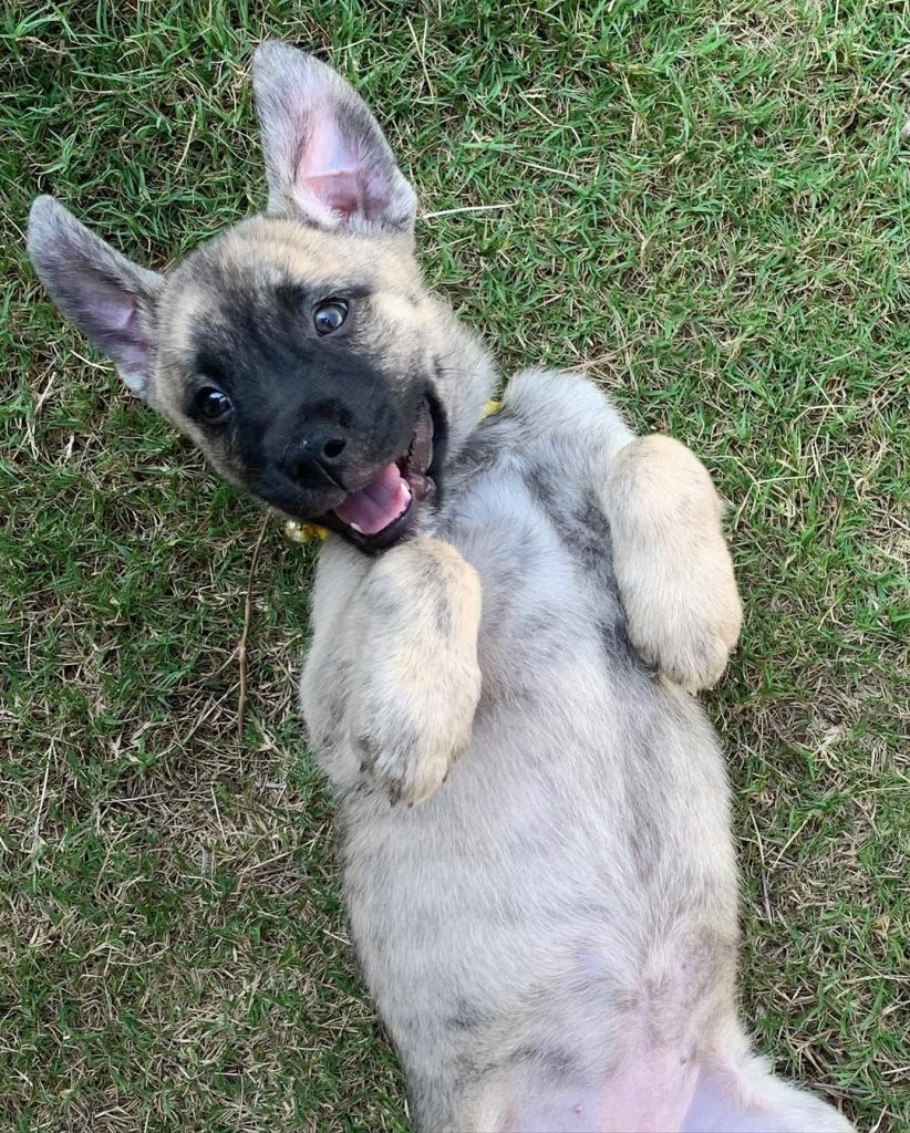 A Husky Boxer Mix Puppy Playing on Grass