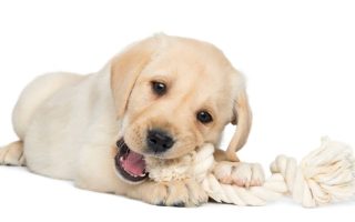 Labrador Retriever Nibbling: Facts and Tips to Train Them