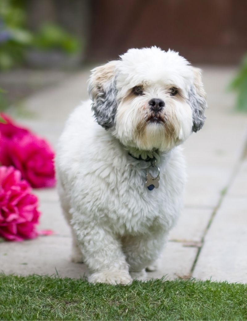 A Lhasa Apso Puppy Walking to the Lawn