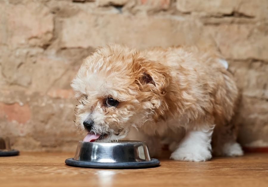 A Maltipoo Pup Eating from Dog Food Bowl