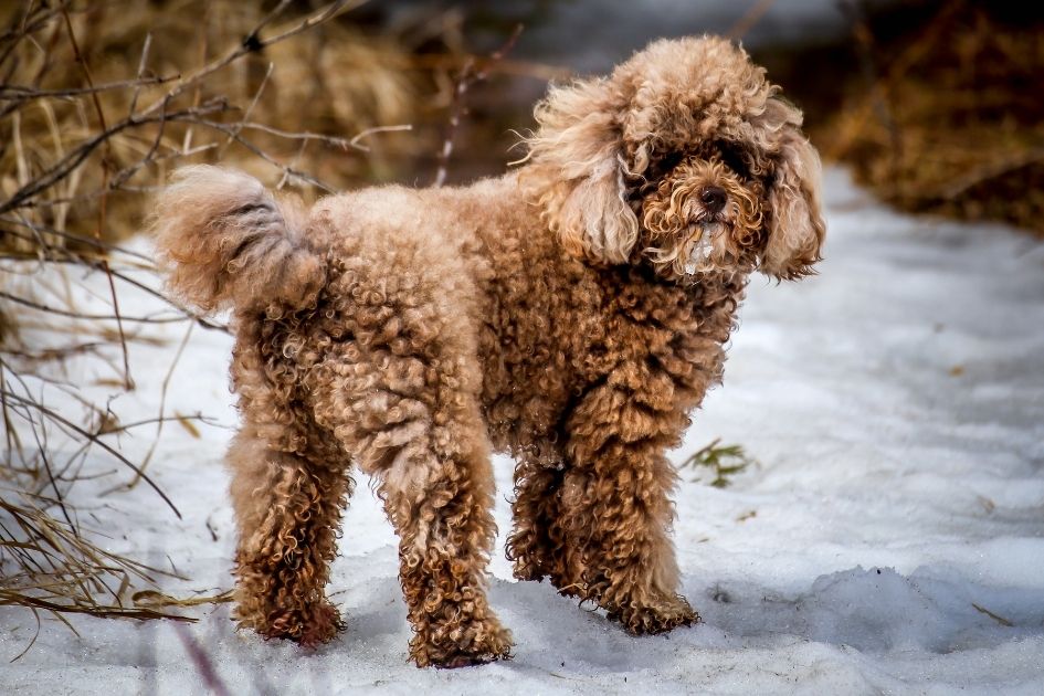 A Miniature Poodle with Long Curly Hair Standing on Snow