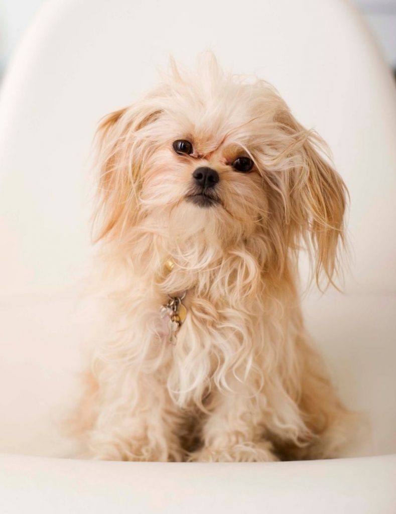 A Pekingese Dog Sitting on a Chair