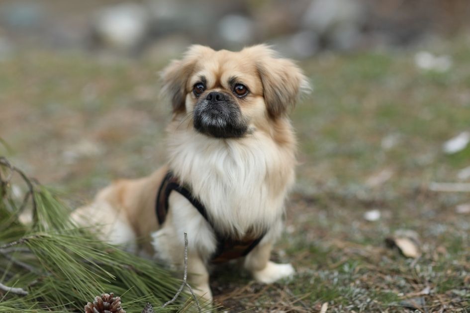 A Pekingese Pup on the Field