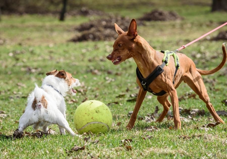 A Pharaoh Hound Hostile to Small Jack Russell Terrier Dog