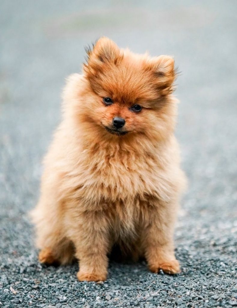 A Pomeranian Dog Breed Seating on the Road