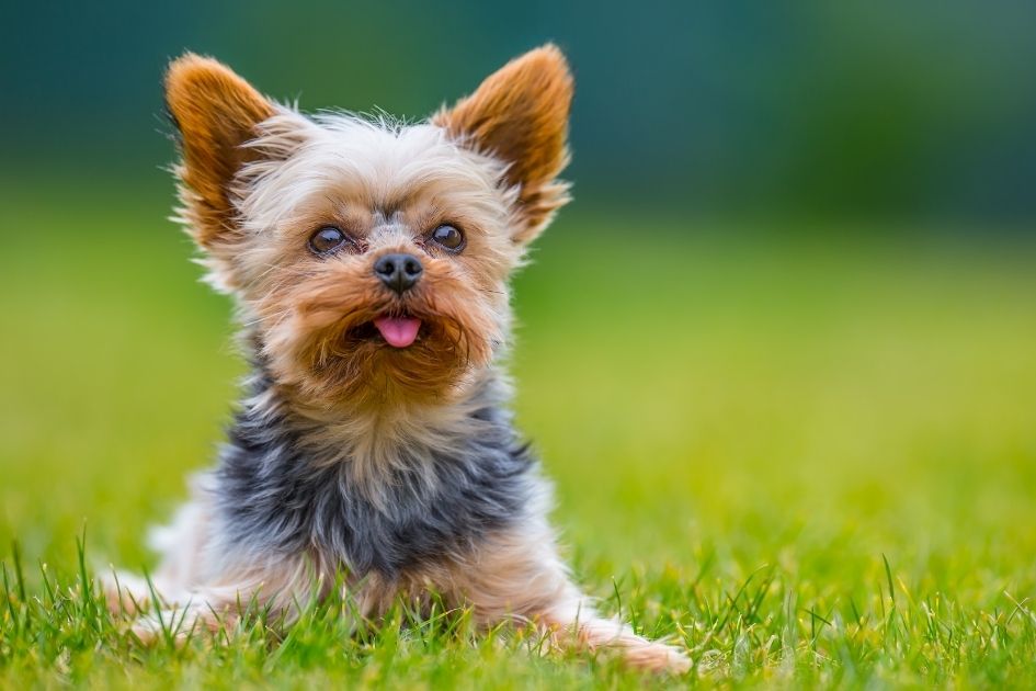 A Portrait of a Yorkshire Terrier on the Field