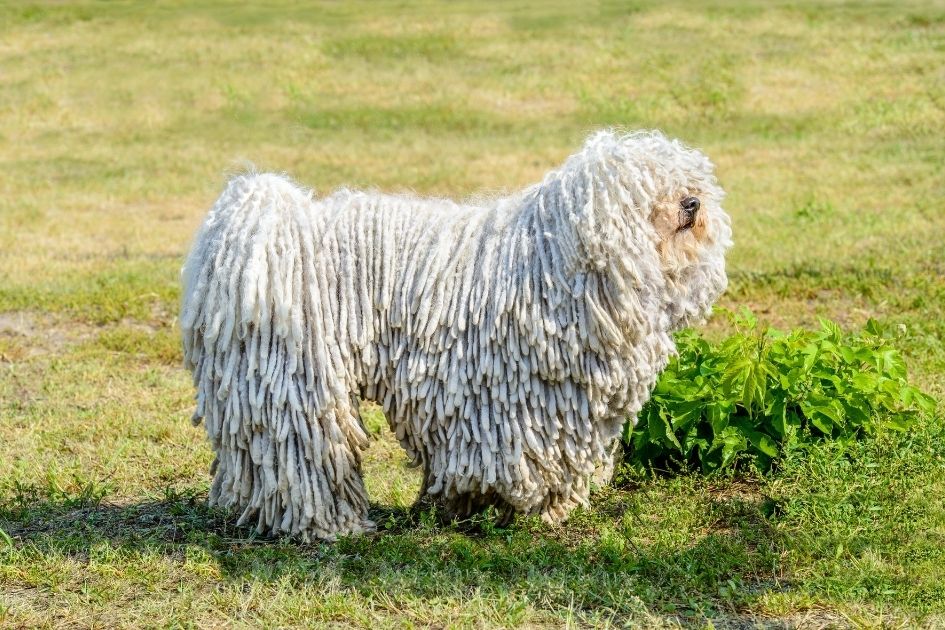 A Puli Dog in Profile