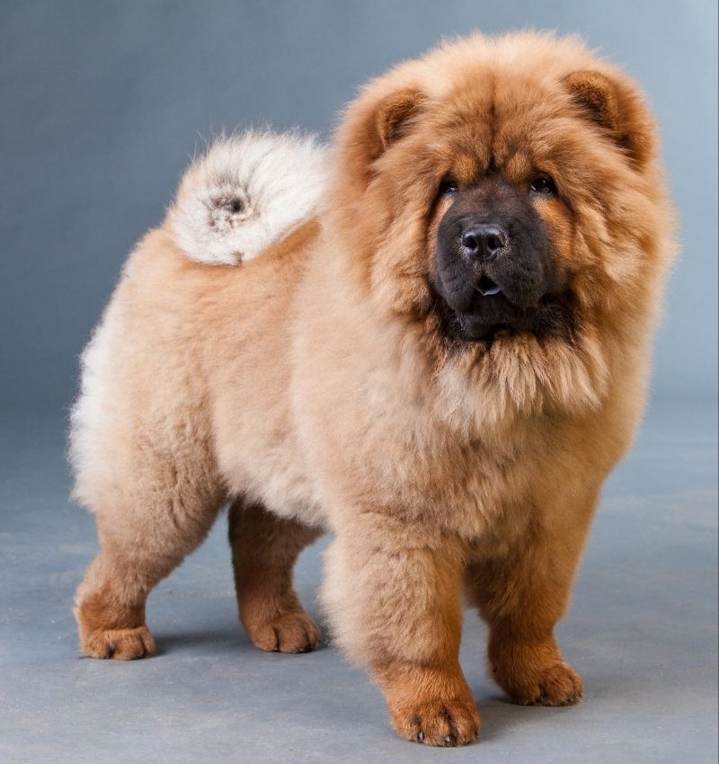 A Red Chow Chow Dog Standing