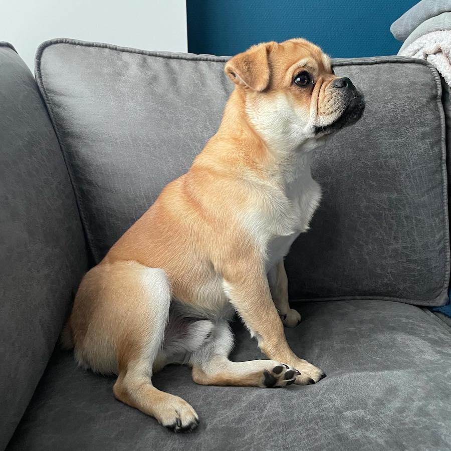 A Retro Pug Dog Sitting on Sofa