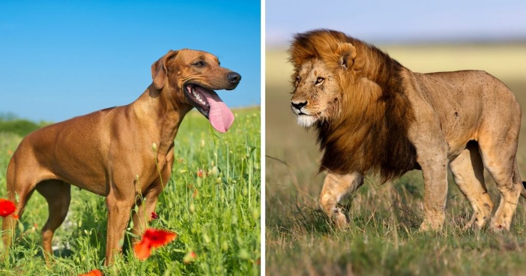 A Rhodesian Ridgeback Dog and a Lion Standing Face to Face on Grass