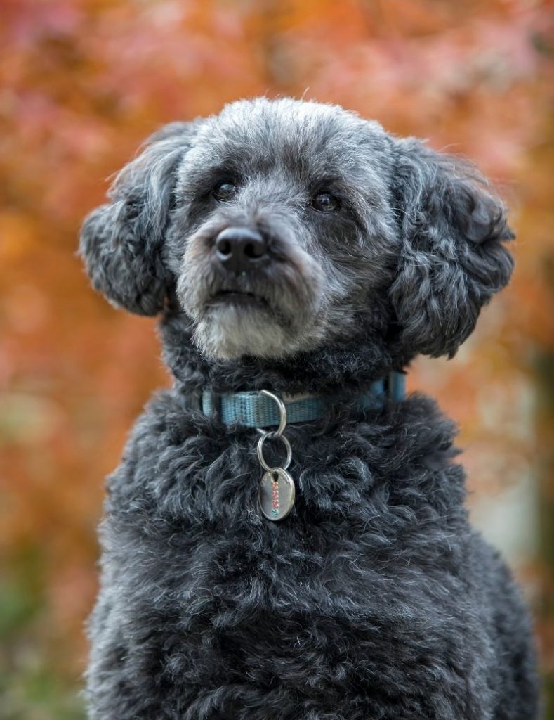 A Schnoodle Pup in Autumn Park