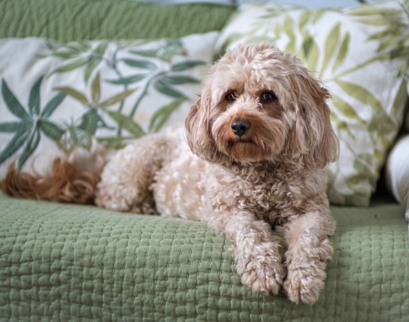 A Shaggy Cavapoo Sitting on a Sofa