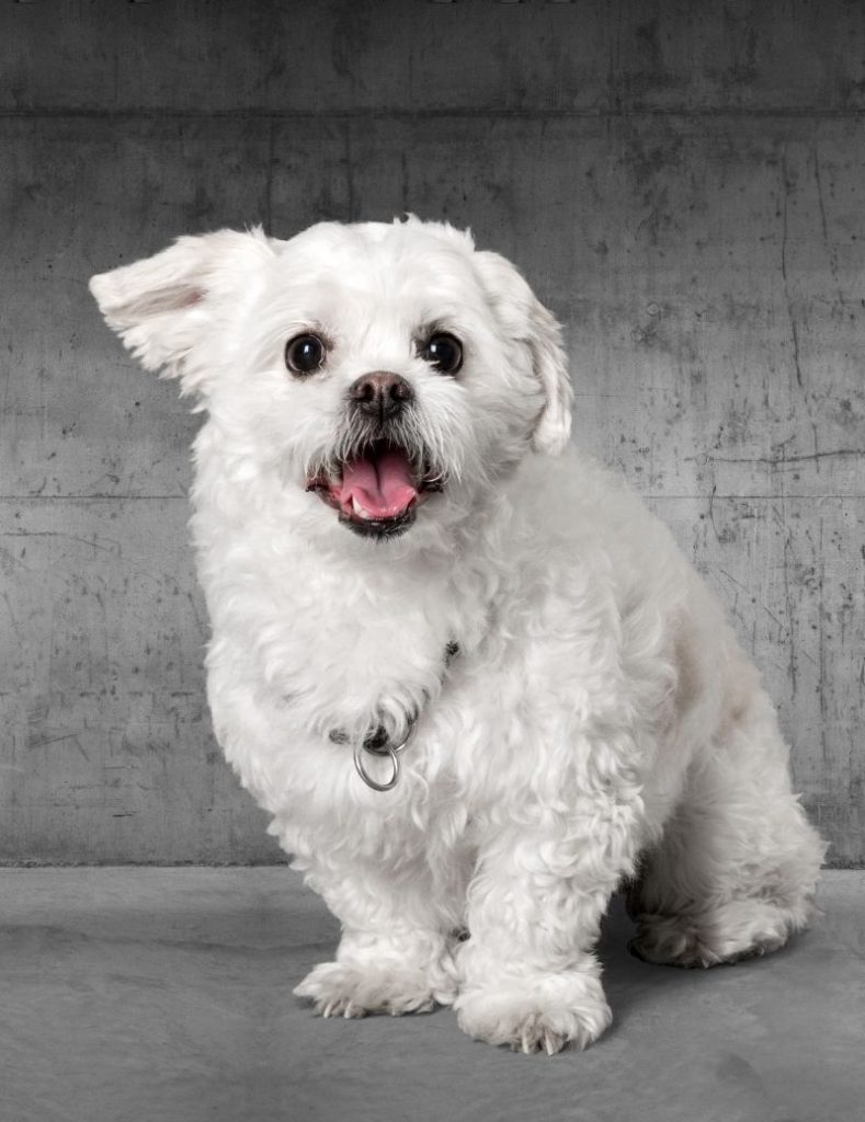 A Small White Peekapoo Dog