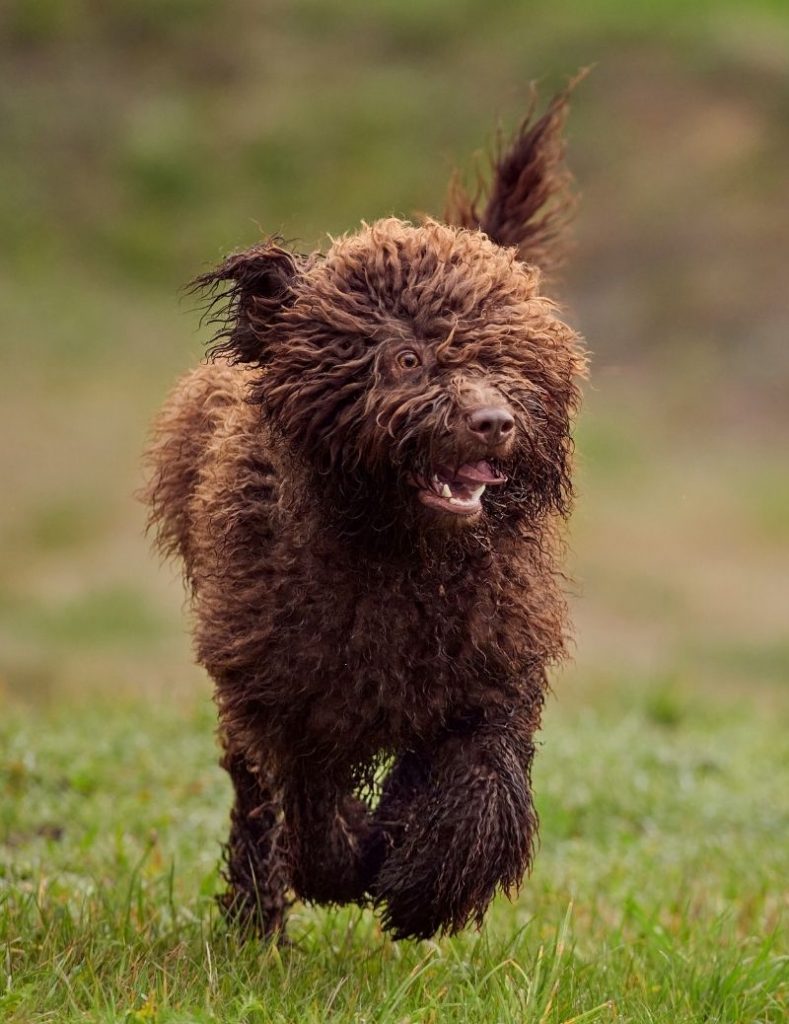 A Spanish Water Dog with Long Curly Hair Running on the Field