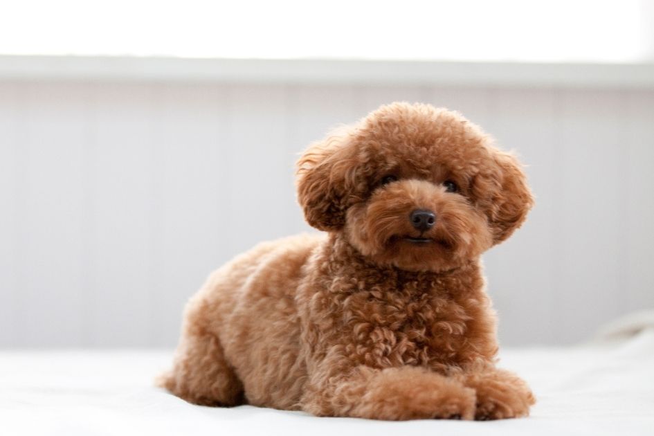 A Toy Poodle Pup on the Bed Looking Like the Perfect Teddy Bear Dog