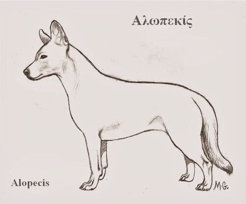 A Typical Alopekis Drawing – History