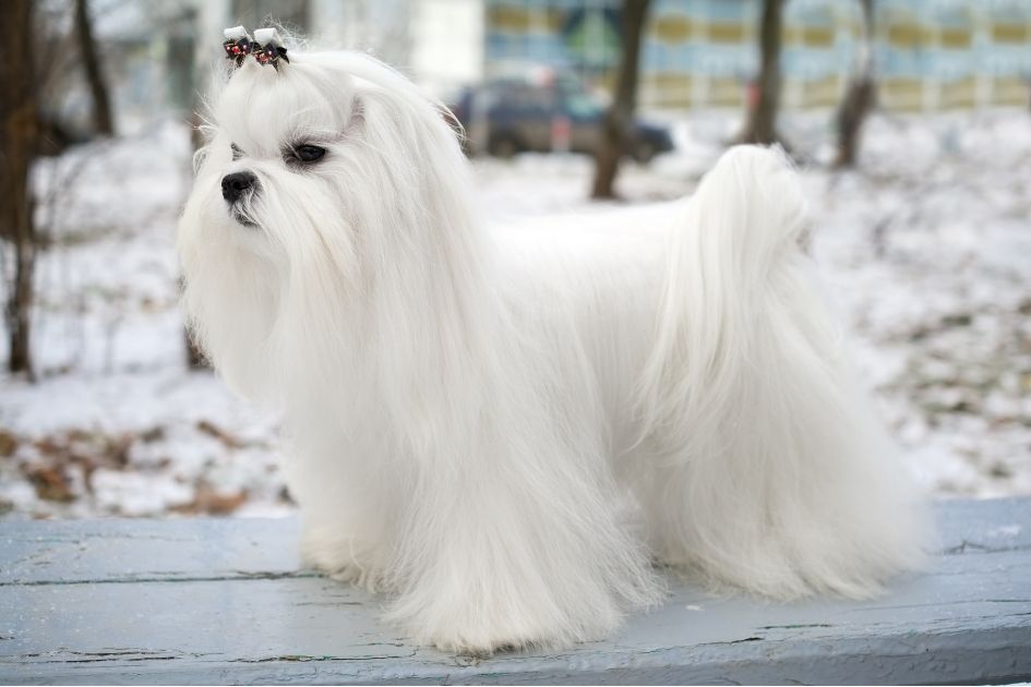 A White Maltese Dog with Long Fur Standing