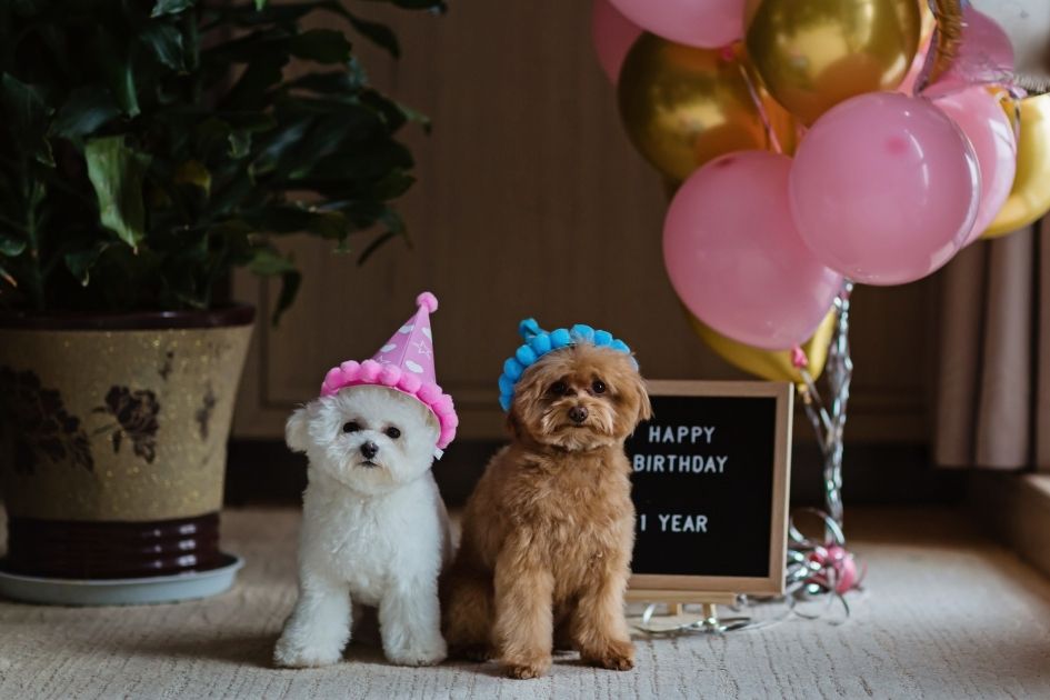 A White and a Brown Teacup Poodles Celebrating 1 Year Birthday