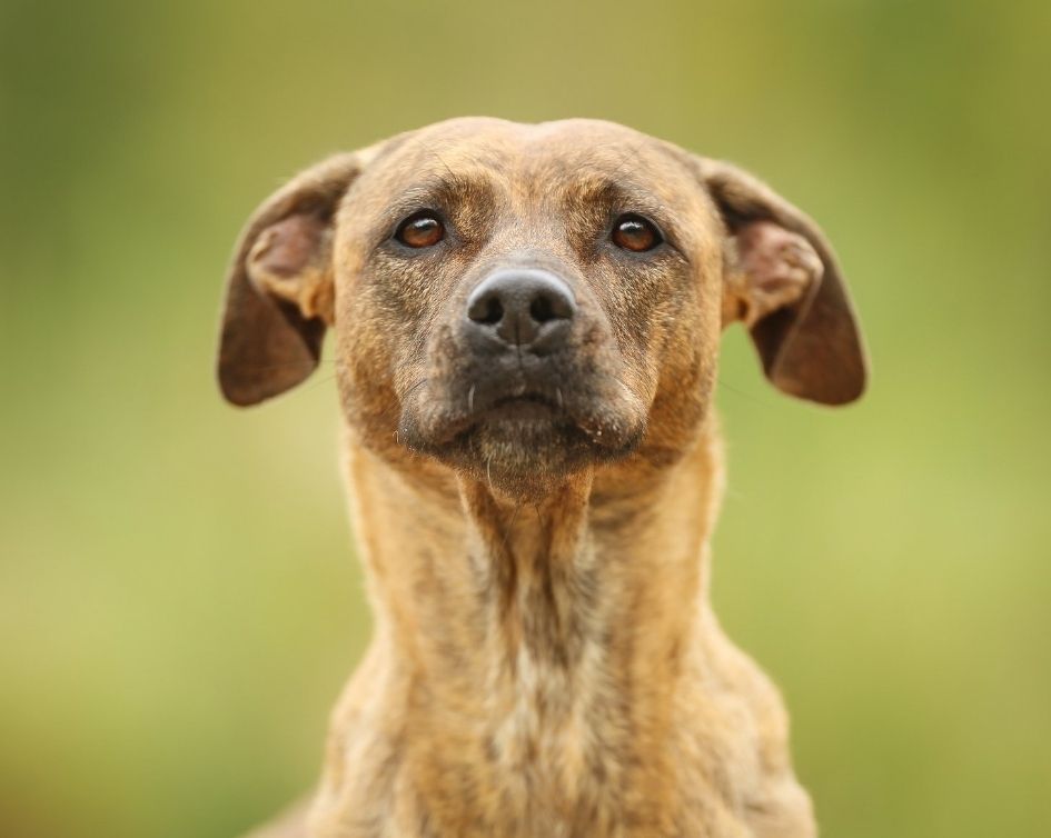 A Yellow Lab Greyhound Mix Looking into the Camera