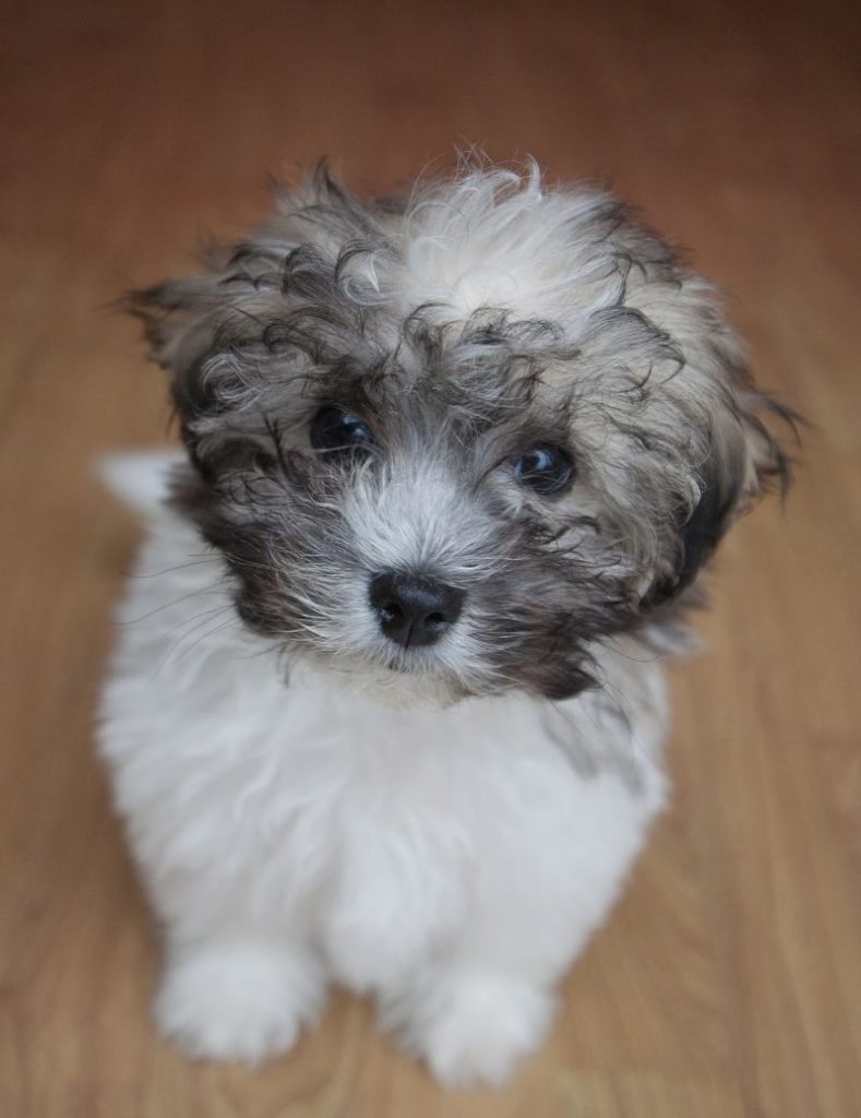 A Zuchon Puppy Looking Up