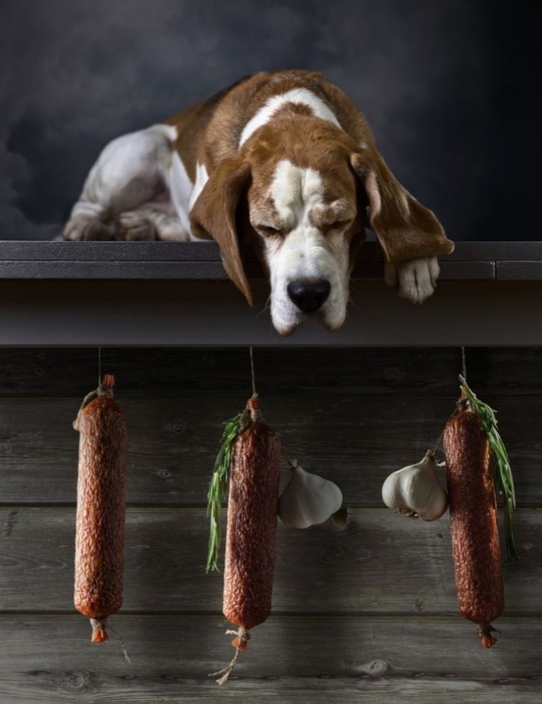A dog trying to reach for salami hanging with garlic