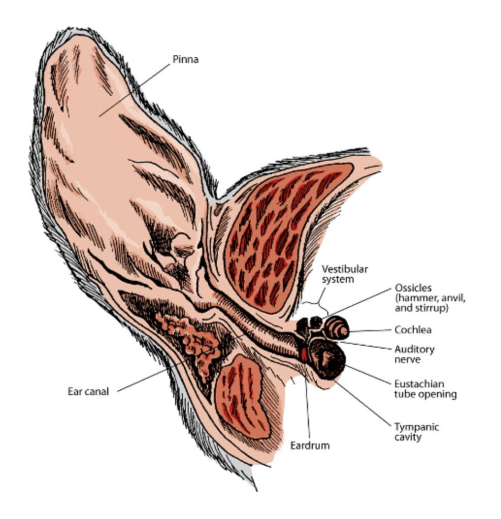 The Anatomy of the Dog's Ear