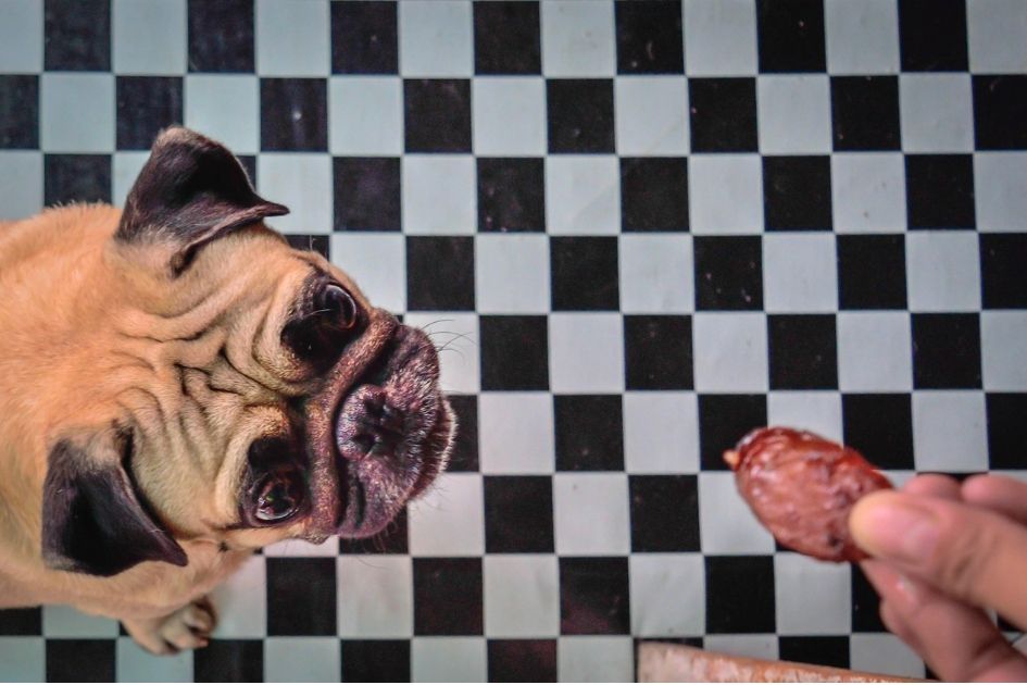 A pug being fed a slice of salami