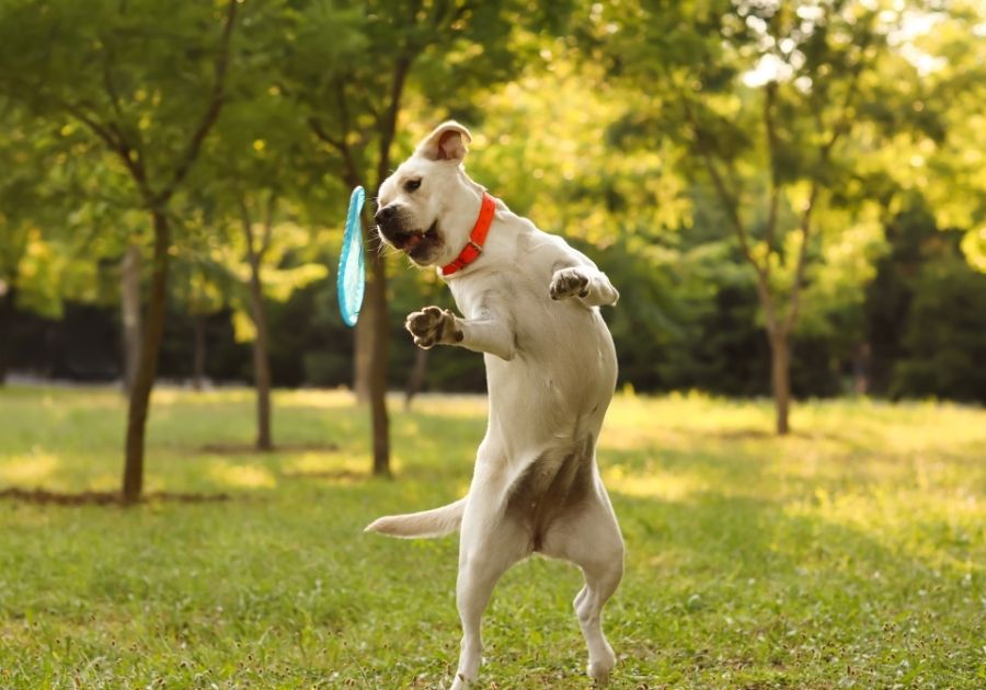 Active Labrador Dog Leaping to Catch Frisbee Disc at Park