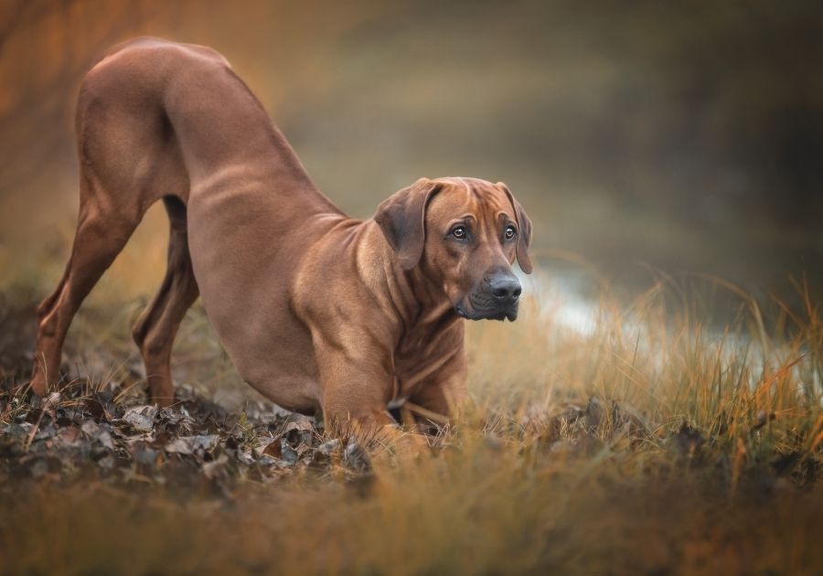 Active African Lion Dog – Stretching for a Hunt