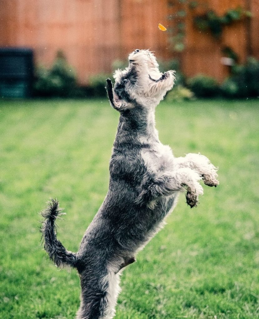 Active Schnauzer Dog Playing and Running on Grass