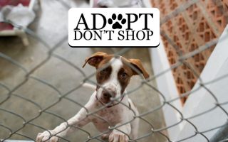 Adopt Don’t Shop – Shocking Facts You Should Know