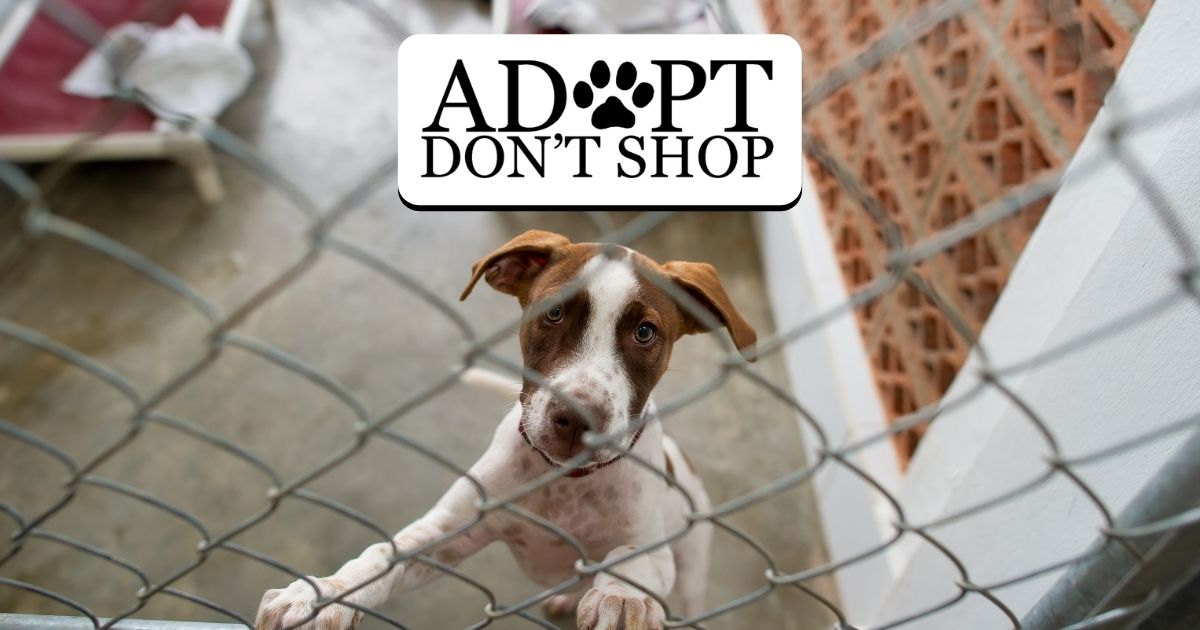 Adopt Don’t Shop - Shocking Facts You Should Know
