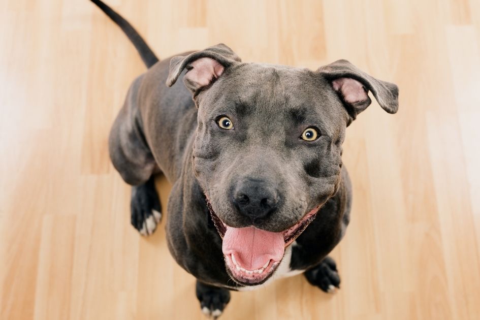Adorable Black Pit Bull Terrier Looking Up Smiling