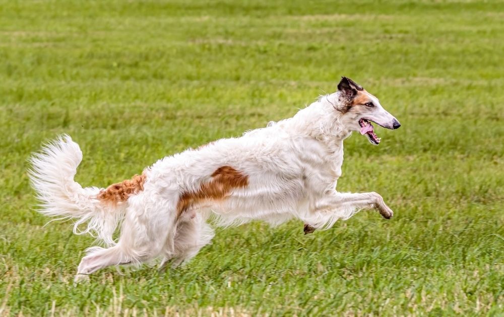 Adorable Borzoi in the Field