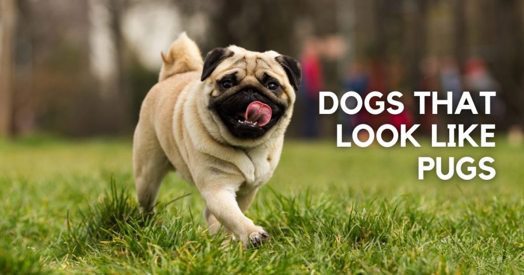 Adorable Dogs That Look like Pugs But Aren't