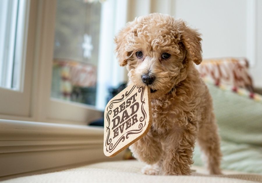 Adorable Smart Toy Poodle with Wooden Pad Walking on Bed