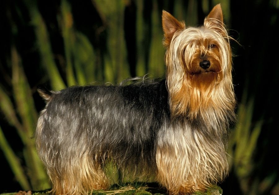 Adult Australian Silky Terrier Dog with a Lot of Fur