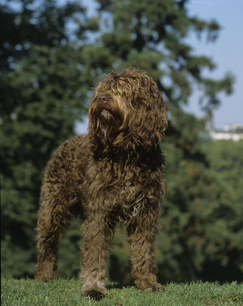 Adult Barbet Dog with Curly Hair Covering Face