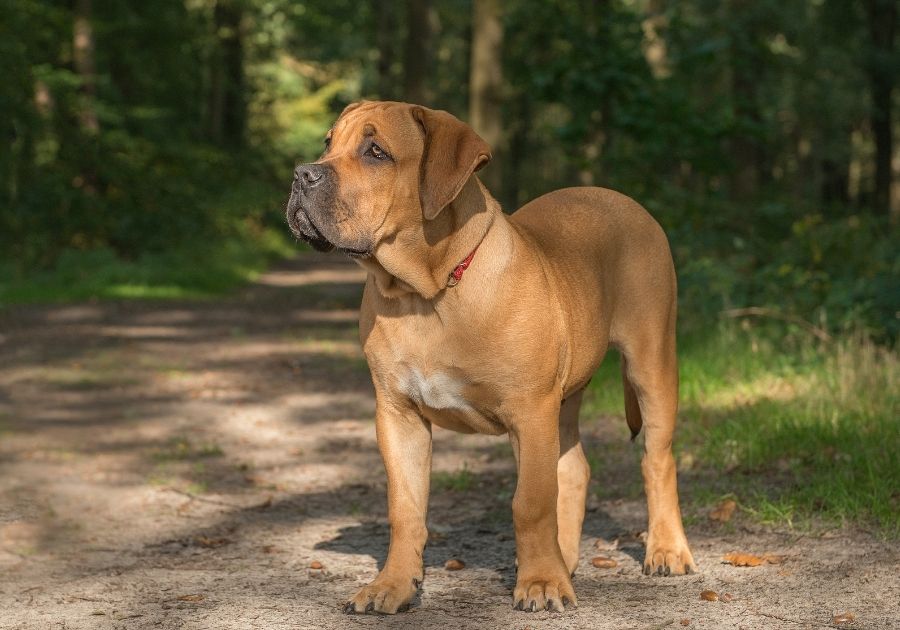 Adult Boerboel Dog Standing Outdoors