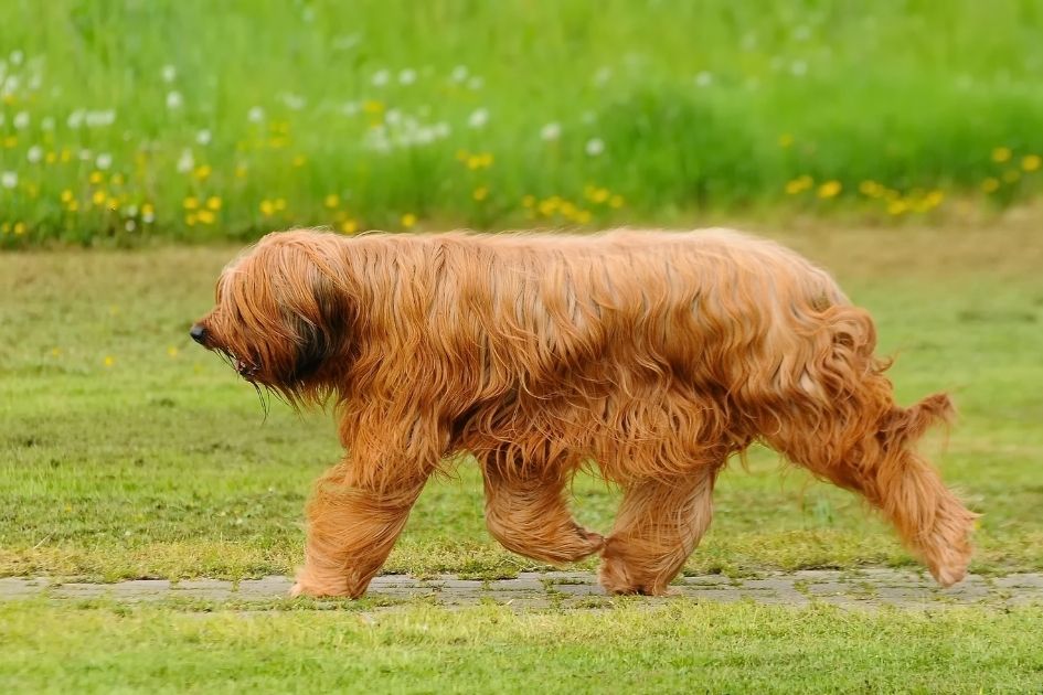 Adult Briard Dog Walking in the Park