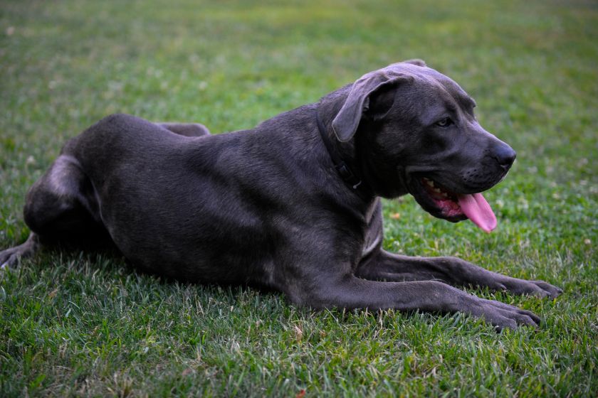 Adult Cane Corso Dog Resting on Grass