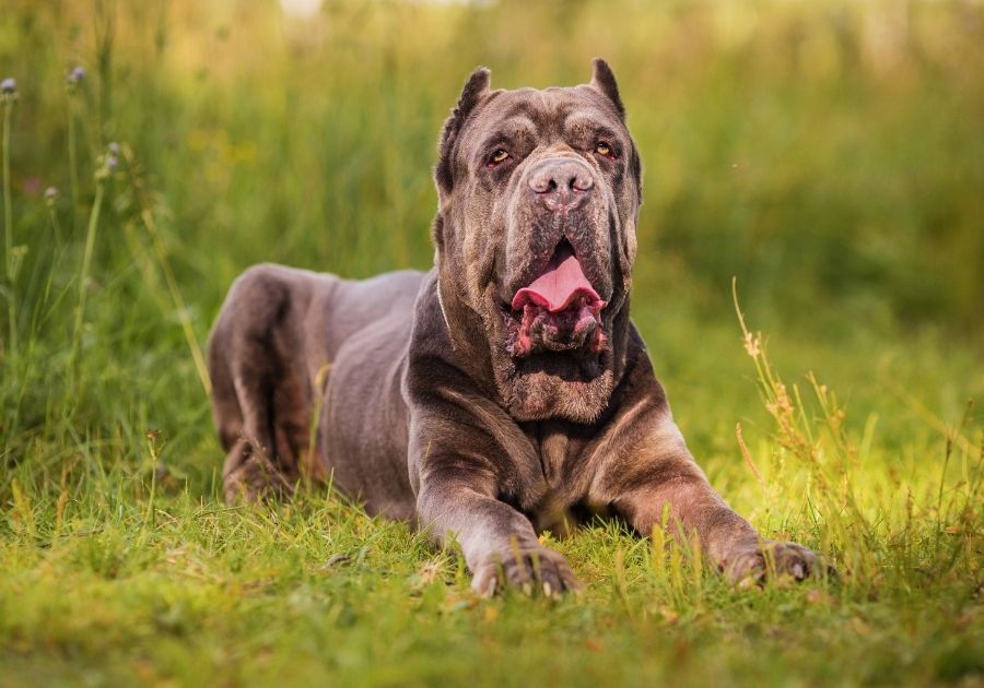 Adult Liver or Chocolate Cane Corso Dog Lying on Grass