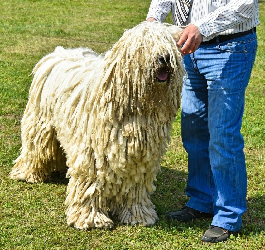 Adult Komondor Dog with Dreads Standing on a Grass with a Man