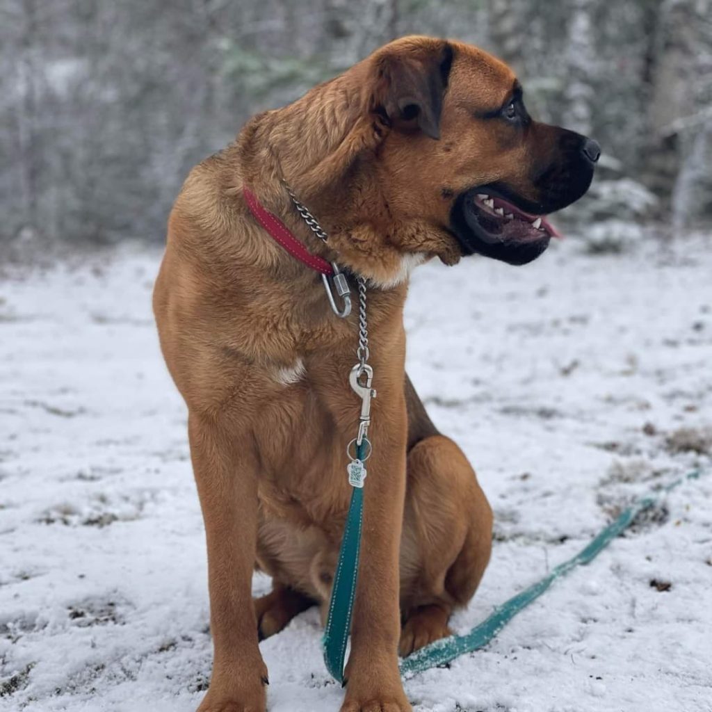 Adult Rottweiler St Bernard Mix Dog Sitting on Snow Looking Aside