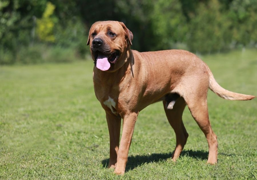 Adult Tosa Inu Dog Standing on Grass